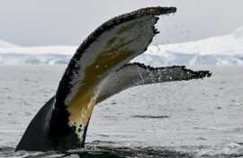 Photo identification is common in the study of marine mammals, although the use of fluke identification is most used with humpbacks both because of their unique markings, and their habit of raising their tails out off the water while diving