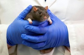 'The rats are eating our marijuana,' Anne Kirkpatrick, police superintendent for the southern US city of New Orleans, said
