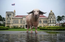 Bulky bovine Ko Muang Phet, who recently sold for about $500,000, was welcomed to Thailand's Government House