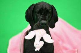 A Great Dane chews its soft toy on the third day of the Crufts dog show in Birmingham, central England