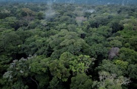 Tropical environments like the Congo Basin boast high carbon storage and low changes in albedo