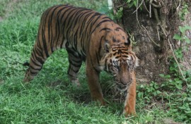 Sumatran tigers are the only endemic tiger species left in existence in Indonesia