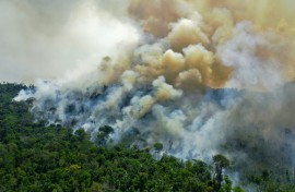 Brazil lost 36 percent less primary forest in 2023 than the year prior with this steep decline most pronounced in the Amazon, the world's largest rainforest