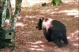Pyros was introduced into the mountains that straddle France and Spain in 1997 after the indigenous population was hunted to the point of extinction