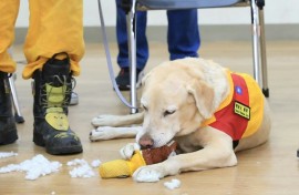 Roger is not above destroying the occasional chew toy