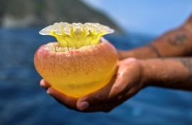 Fisherman Kevin Bolivar shows a cannonball jellyfish (Stomolophus meleagris) off the coast of Chuao, Aragua State, Venezuela, on April 5, 2024