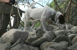 Paw responders: Philippines trains pet dogs for search and rescue