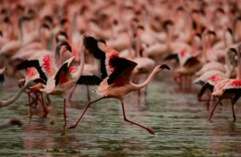 Three-quarters of the world's lesser flamingos live in East Africa 