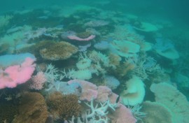 Fear for Australia's Great Barrier Reef after mass bleaching
