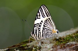 About three-quarters of crops producing fruits or seeds for human consumption depend on pollination, including from butterflies