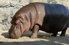 This undated handout image released to AFP by Osaka's Tennoji Zoo shows "Gen-chan", a 12-year-old hippopotamus who was thought to be male but tests showed was female
