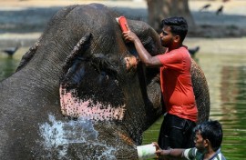 Caretakers bathe an elephant at a zoo in Mumbai as authorities across South and Southeast Asia issue extreme heat warnings