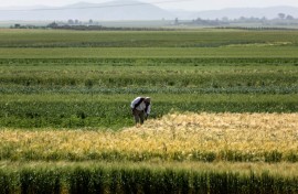 Cultivated areas across Morocco are expected to shrink to 2.5 million hectares in 2024 compared with 3.7 million last year