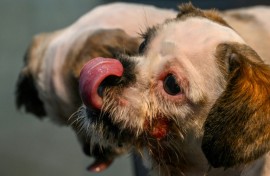 Kolkata veterinary clinics have been inundated with pets suffering nosebleeds, severe skin rashes and lapses into unconsciousness 