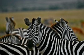 Zebra hail from Africa, where they are preyed upon by lions