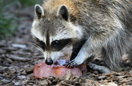 A racoon invaded the field in the MLS game between the Philadelphia Union and New York City on Wednesday.