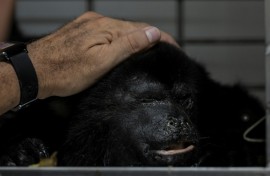 A sick howler monkey recovers at a clinic in southern Mexico after being taken there by residents