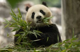 Qing Bao, seen in her habitat at Dujiangyan Base in Sichuan, China, will soon head to Washington's National Zoo 