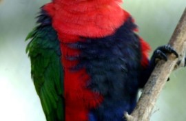 The chattering lory parrot is found only in the jungles of Indonesia's Maluku Islands