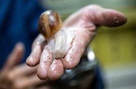 Burgundy snails -- or escargots de Bourgogne -- are notoriously difficult to farm as they don't take well to crowded conditions