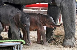 Jamjuree has now accepted her calves, who are so small that a special platform has been built to help them reach up to suckle