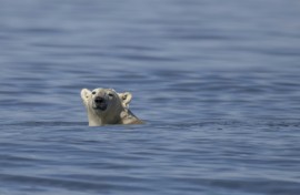 Climate change has increased the number of days where sea ice is too thin for polar bears to hunt seals