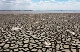Aerial view showing dead fish due to drought in the Bustillos Lagoon, near Anahuac, Chihuahua State, Mexico, taken on June 5, 2024