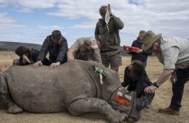 A sedated rhinoceros lies unconscious as professor James Larkin (R) carefully implants radioisotopes into its horn