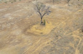 Aerial view of goats on the side of the road in Pinhoes, Bahia State, Brazil on June 12, 2024