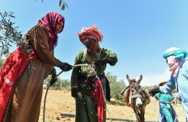 'Most families come to fetch water while we're working, and sometimes we can't do both,' said Djaouher Kammoun, a 26-year-old farmer