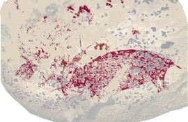The cave painting of a pig, the oldest narrative artwork made by humans