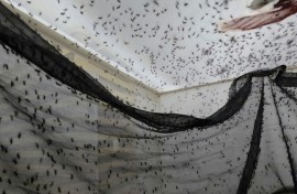 Mosquitoes are bred infected with a bacteria that reduces the spread of dengue in the wild