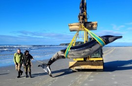 Since the spade-toothed whale was first described in 1874, just six samples have been documented worldwide