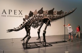 Paleontologists have criticized sales of dinosaur skeletons, saying these finds should be preserved in museums and not sold to private bidders
