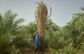 The village of M'Heiret has suffered severe palm tree losses over the years due to droughts and sudden downpours