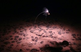 The depths of the Pacific Ocean are rich in strange "rock-like" nodules that give off an electric -- and seemingly produce oxygen