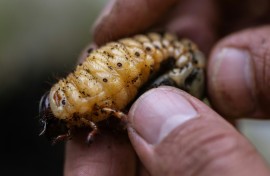 Larvae of the Hercules beetle (Dynastes hercules) can grow to nearly the length of a standard brick
