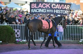 Australian thoroughbred Black Caviar (pictured at her farewell in 2013) was unbeaten in all 25 races she ran before retiring