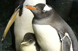 Gentoo penguin Sphen (R) and partner Magic (L) with their first chick Sphengic at the SEA LIFE Sydney Aquarium