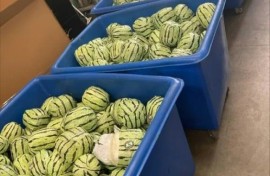 More than 4,500 pounds (2,000 kilograms) of the addictive drug were wrapped in paper packages painted to look like the juicy fruit