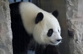 Female giant panda Meng Meng has delivered two sets of twins at the Berlin zoo 