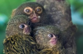 Pygmy marmoset cubs are pictured with their mother in their enclosure at the Mulhouse Zoo, eastern France