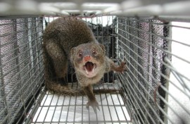Japan says it has eradicated mongooses from a tropical island where it was introduced to hunt venomous snakes but preyed on local rabbits instead