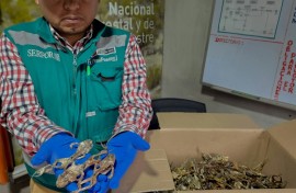 A handout picture distributed on September 5, 2024, by the Peruvian National Forestry and Wildlife Service shows a staffer holding part of a cargo of 390 dissected Lake Titicaca frogs (Telmatobius culeus), seized in Peru's Puno region, near Bolivia