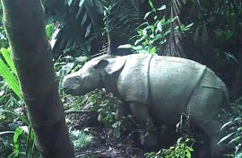 Javan rhinos have folds of loose skin giving them the appearance of wearing armour plating