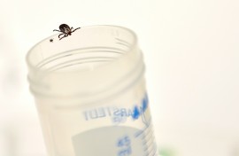 Ticks are another disease vector that are expanding their geographic range