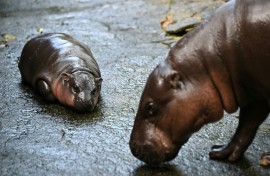 Hundreds of visitors queued at the zoo for five minutes in the enclosure