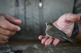 Migratory birds offer valuable clues about how a warming planet is affecting wildlife