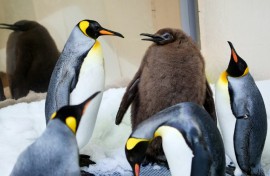 Pesto, a nine-month-old penguin chick,  has shot to fame for his massive weight of 23.5 kilogrammes