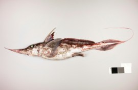 A new species of ghost sharks was discovered during research in the Chatham Rise, an area of the Pacific which stretches around 1,000 kilometres (621 miles) east near New Zealand's South Island